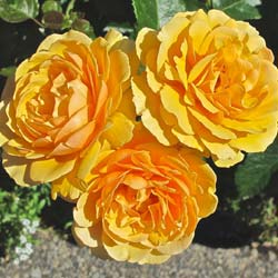 Rosal 'Amber Queen'